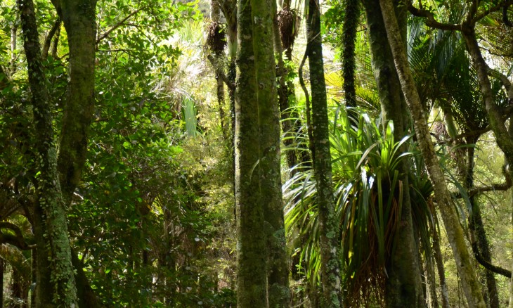 Wheelers farm, Bethells Beach, Auckland, North Island