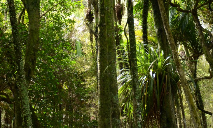 Wheelers farm, Bethells Beach, Auckland, North Island