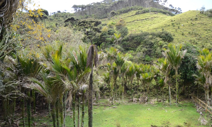 Wheelers farm, Bethells Beach, Auckland, North Island