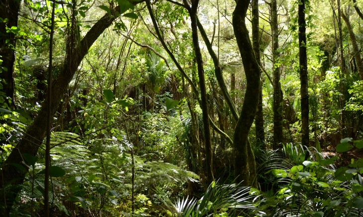 Wheelers farm, Bethells Beach, Auckland, North Island