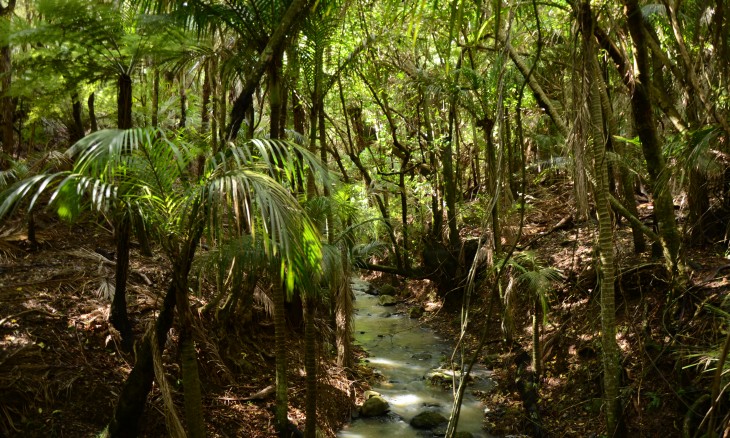 Wheelers farm, Bethells Beach, Auckland, North Island