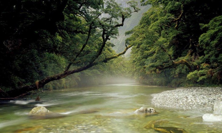 Stream near Milford, Southland, South Island