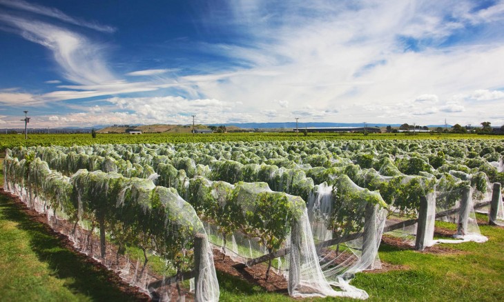 Southbank Vineyard, Hawke's Bay, North Island