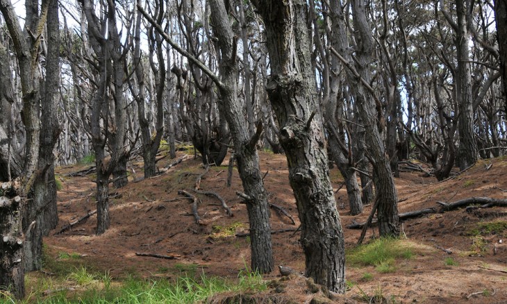 Woodhill Forest, Auckland, North Island