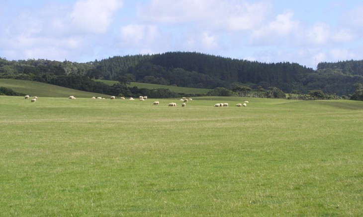 Muriwai Downs Farm, Auckland, North Island