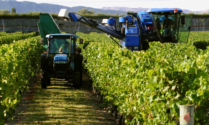 Vineyard, Hawke's Bay, North Island