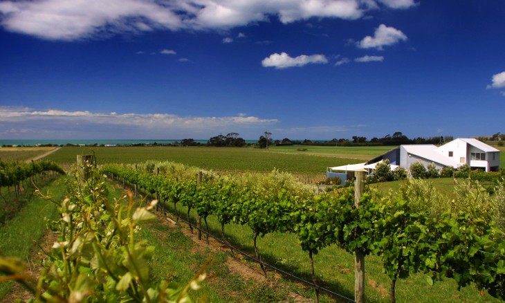 Haumoana vineyard, Hawke's Bay, North Island