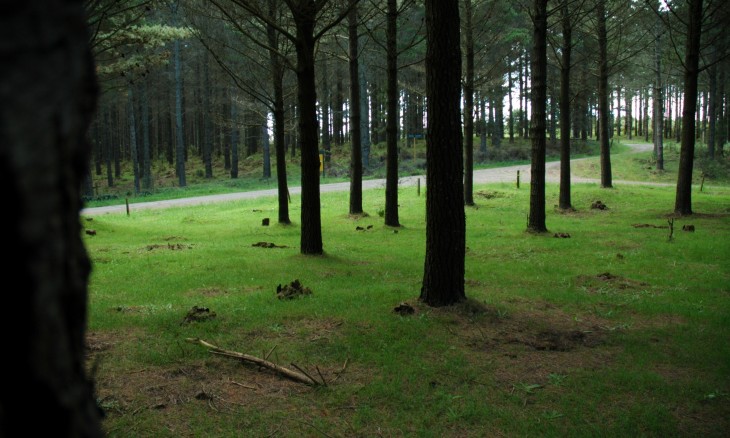 Woodhill Forest, Auckland, North Island