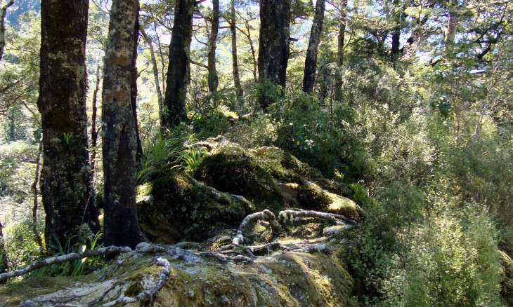 Kaitoke Regional Park, Wellington, North Island