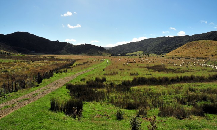 Gollans Farm, Wellington, North Island