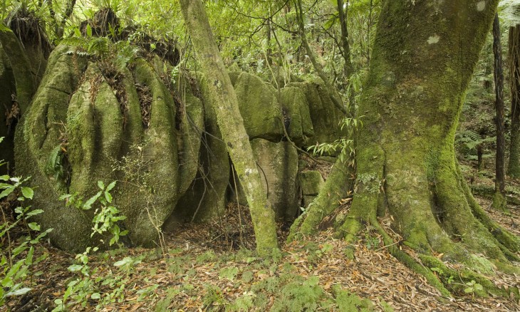 Mangapohue Limestone, Waitomo, North Island