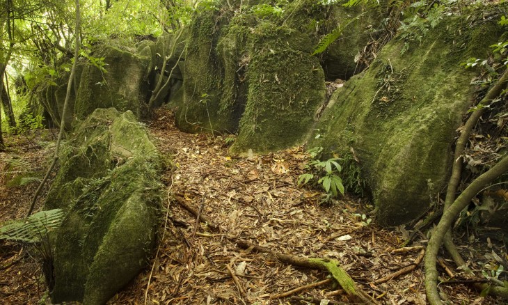 Mangapohue Limestone, Waitomo, North Island