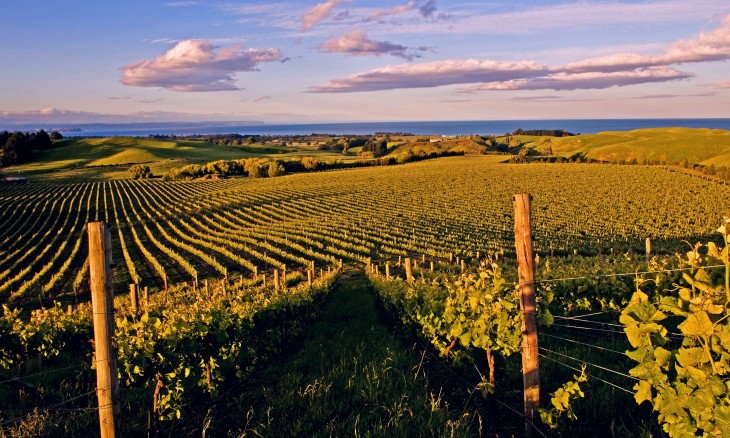 Haumoana vineyard, Hawke's Bay, North Island