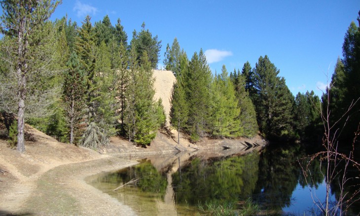 Naseby Forest, South Island