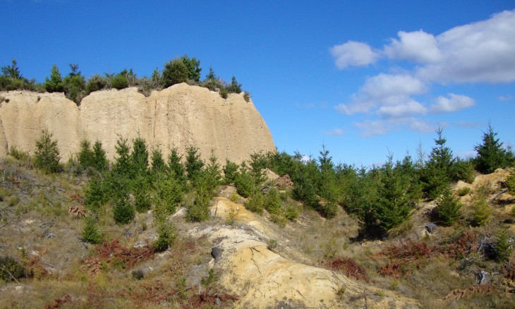 Naseby Forest, South Island