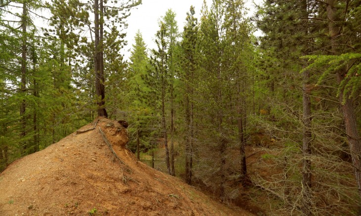 Naseby Forest, Otago, South Island