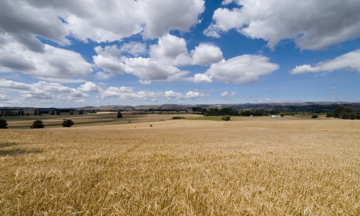 Crops near Martinborough, Wairarapa, North Island