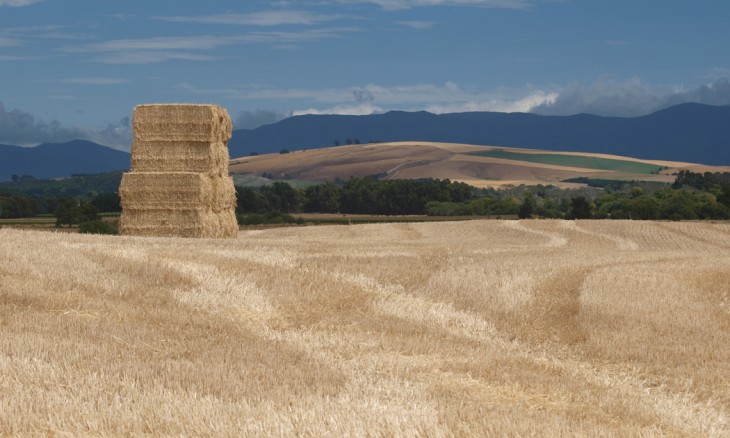 Farmland near Martinborough, Wairarapa, North Island