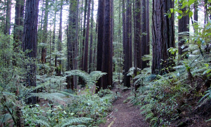 Redwood Forest, Rotorua, North Island