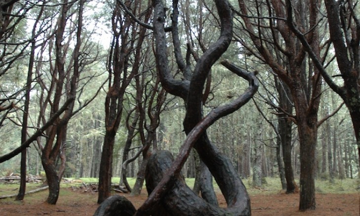 Woodhill Forest, Auckland, North Island