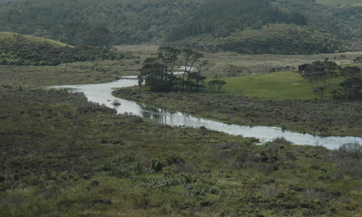 Swamp near Bethells Beach, Auckland, North Island