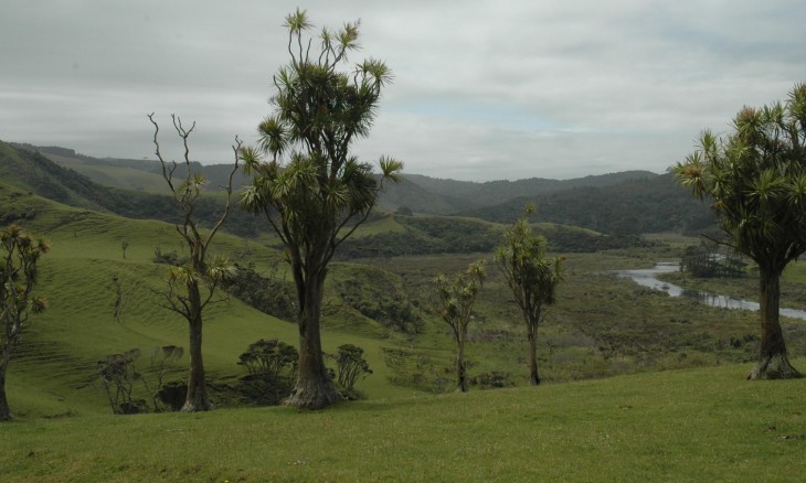 Countryside near Bethells Beach, Auckland, North Island