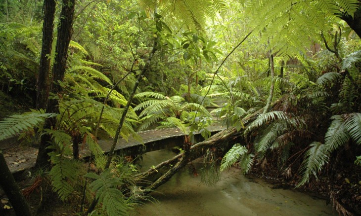 Bush near Lake Tarawera, Rotorua, North Island