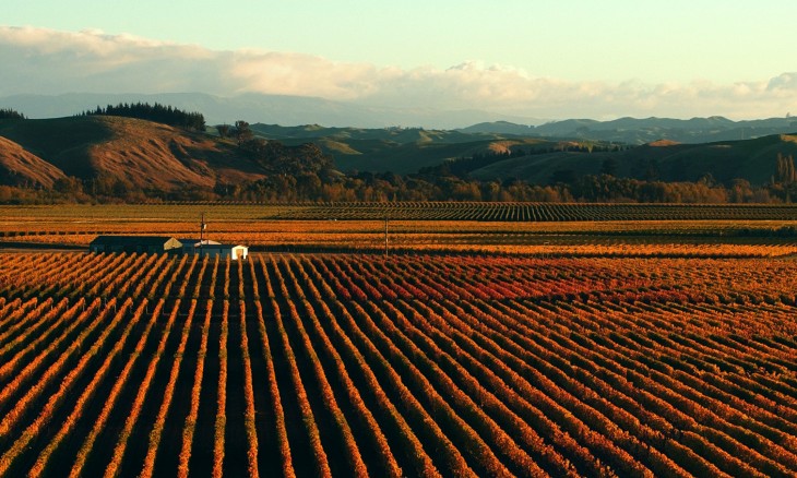 Trinity Hill Vineyard, Napier, North Island