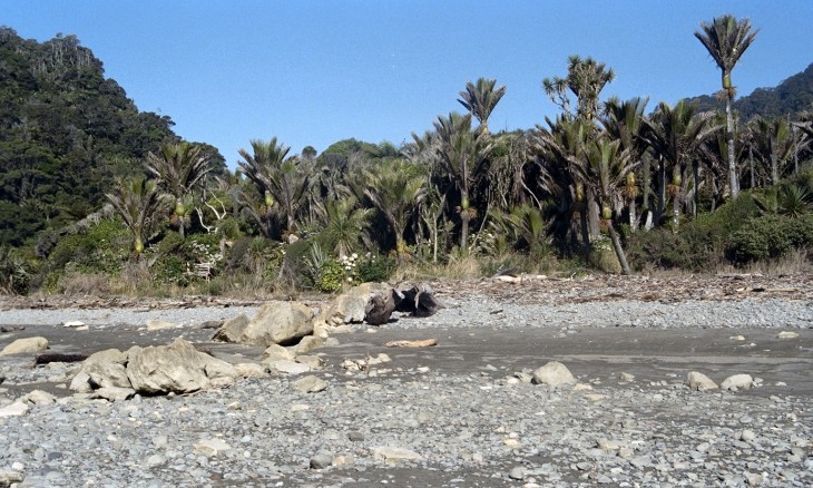 Nikau palms near Greymouth, West Coast, South Island