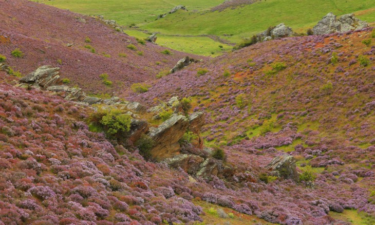 Wild thyme near Poolburn, Otago, South Island