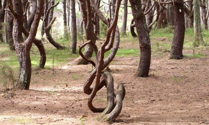 Woodhill Forest, Auckland, North Island