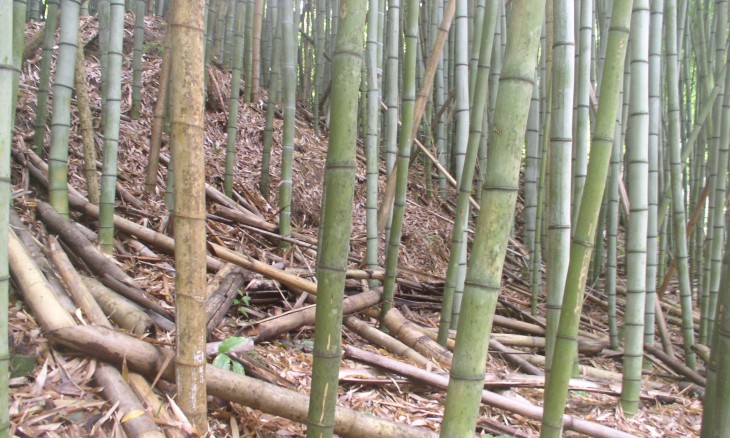 Bamboo Plantation, Auckland, North Island