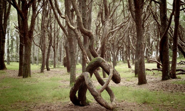 Conifer Grove, Auckland