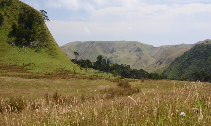 Jonkers Farm, Auckland 