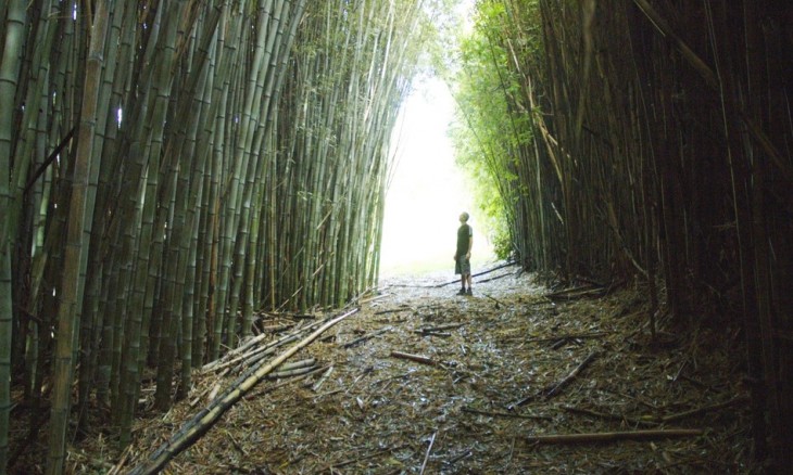 Bamboo Farm, Auckland