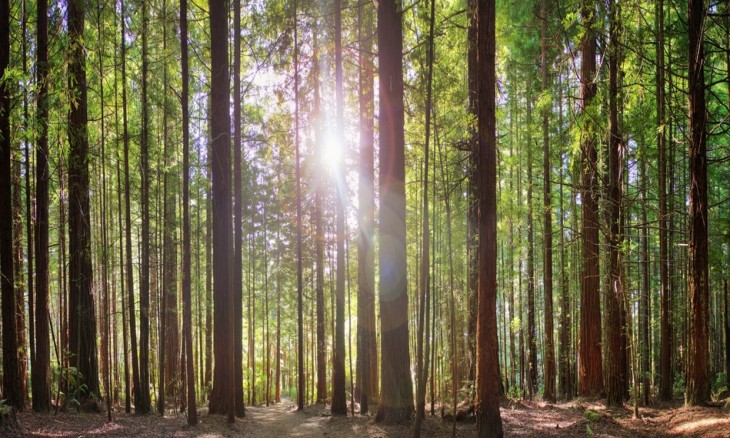 Redwoods, Rotorua