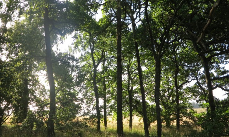Racecourse Hill Forest, Canterbury