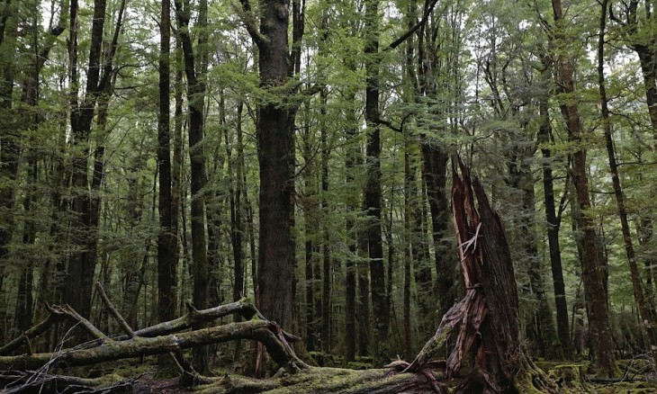 Arcadia Forest, Otago