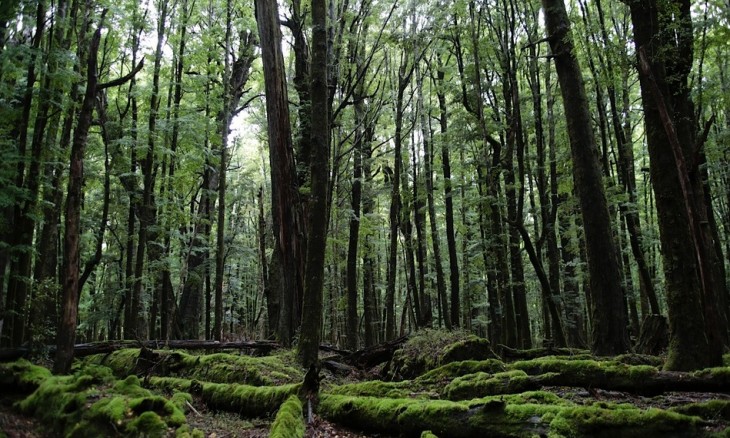 Glenorchy Beech Forest, Otago