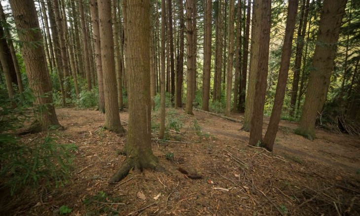 Redwoods, Otago