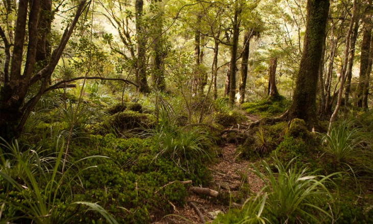 Mt Holdsworth, Wellington