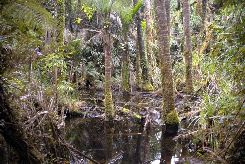 Swamp near Karamea, West Coast, South Island