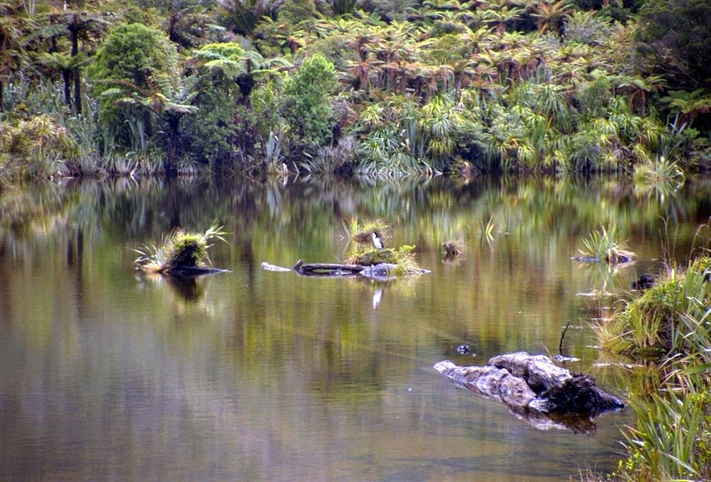 Swamp near Karamea, West Coast, South Island
