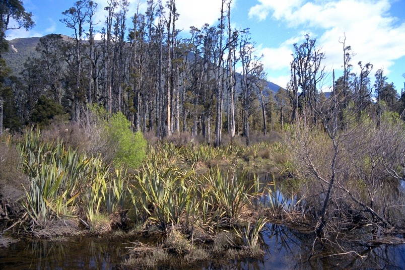 Lake Kaniere, Hokitika, West Coast, South Island