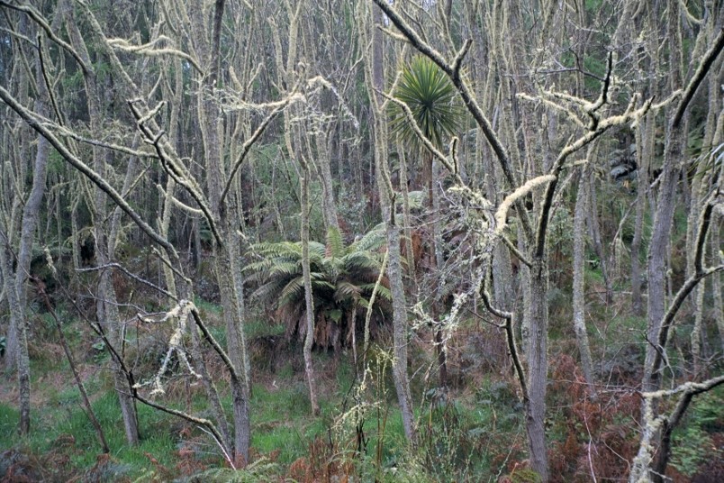 Pureora Forest Park, Manawatu-Wanganui, North Island