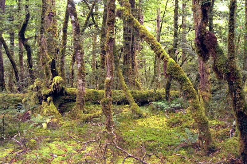 Forest near Te Anau, Southland, South Island