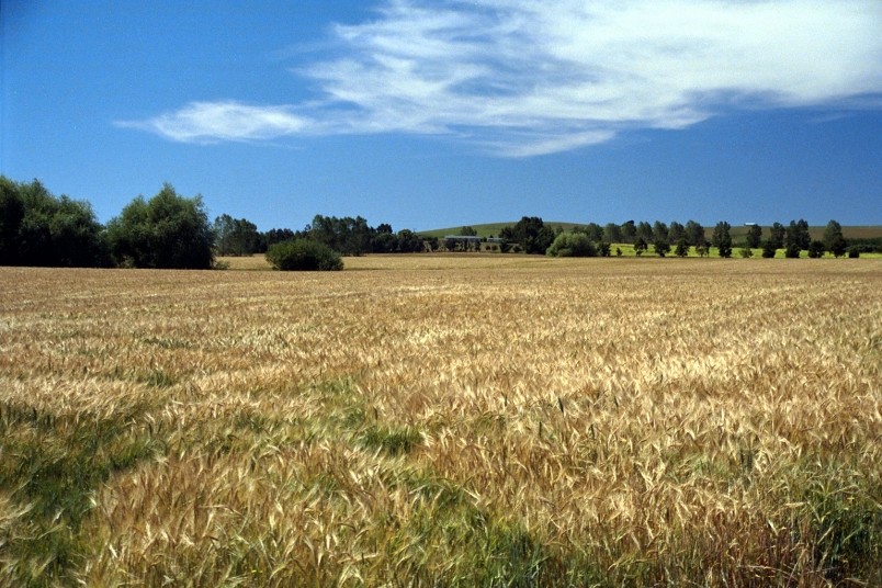 Farm near Balclutha, Otago, South Island