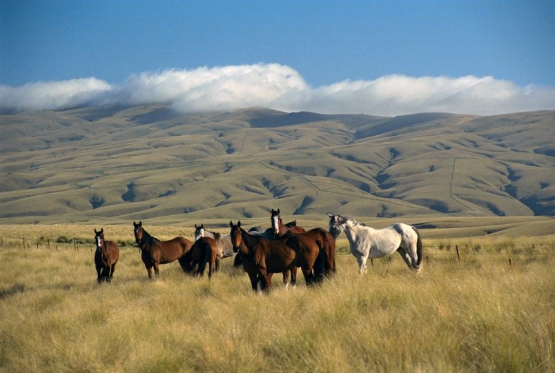 Horses near Roxburgh, Otago, South Island