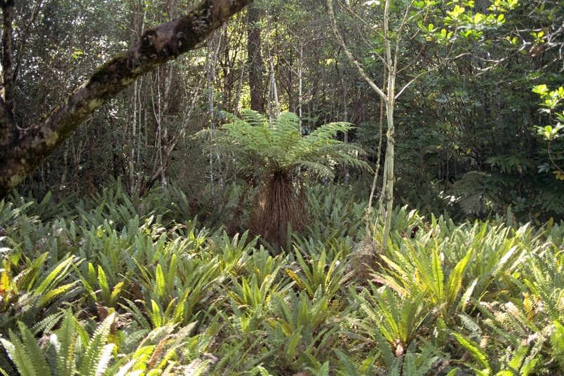 Bush near Nelson, South Island