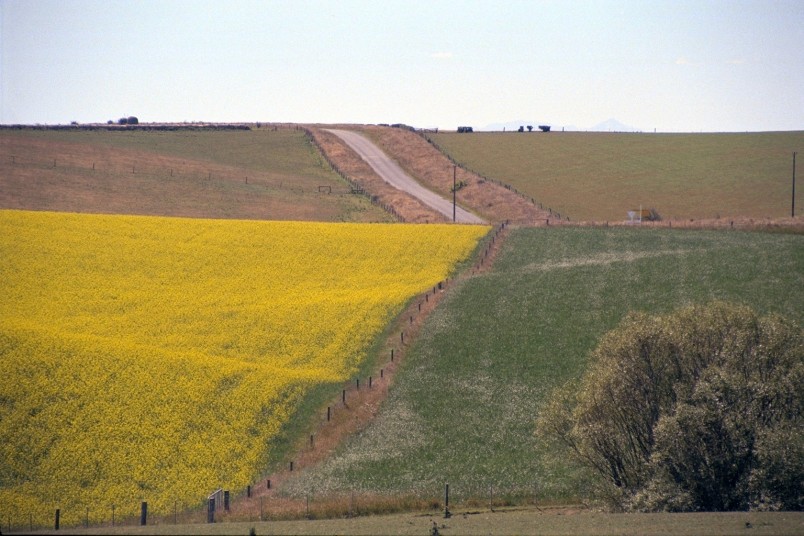 Farm near Oamaru, Otago, South Island